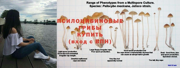 крисы Белоозёрский