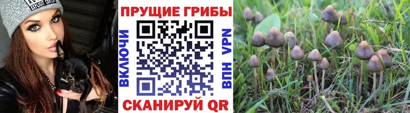 как найти закладки  KRAKEN онион  Псилоцибиновые грибы Psilocybe  Волжск 